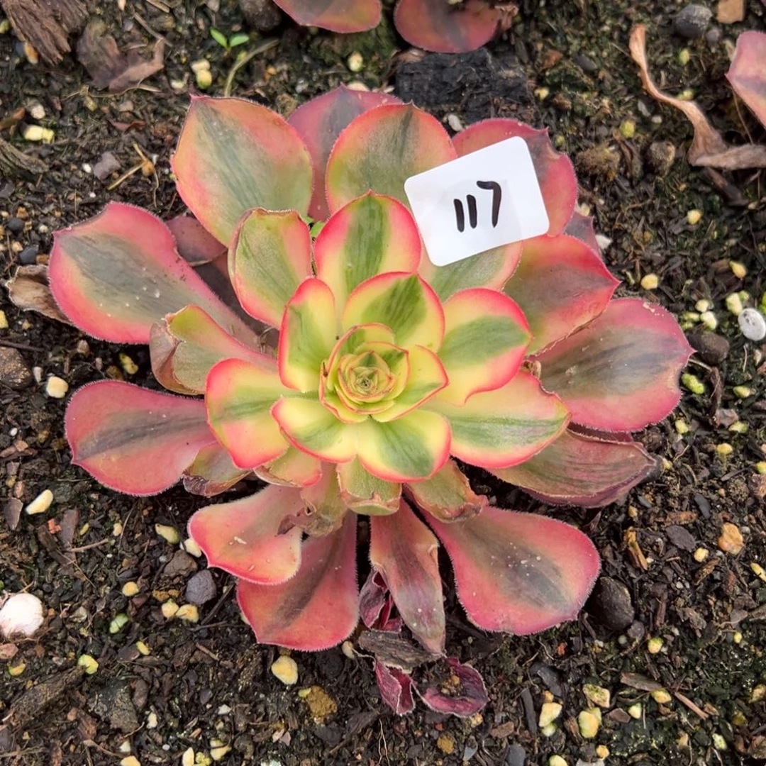 *****117爱丽丝多肉紫多肉