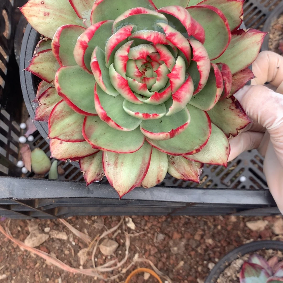 2513一物一拍15厘米