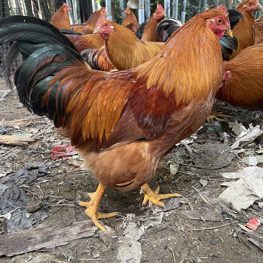 散养玉米喂养阉鸡灵山土母鸡（两只装一只阉鸡一只母鸡）新鲜宰杀