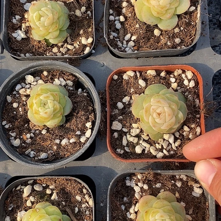 标465桃夭一个多肉