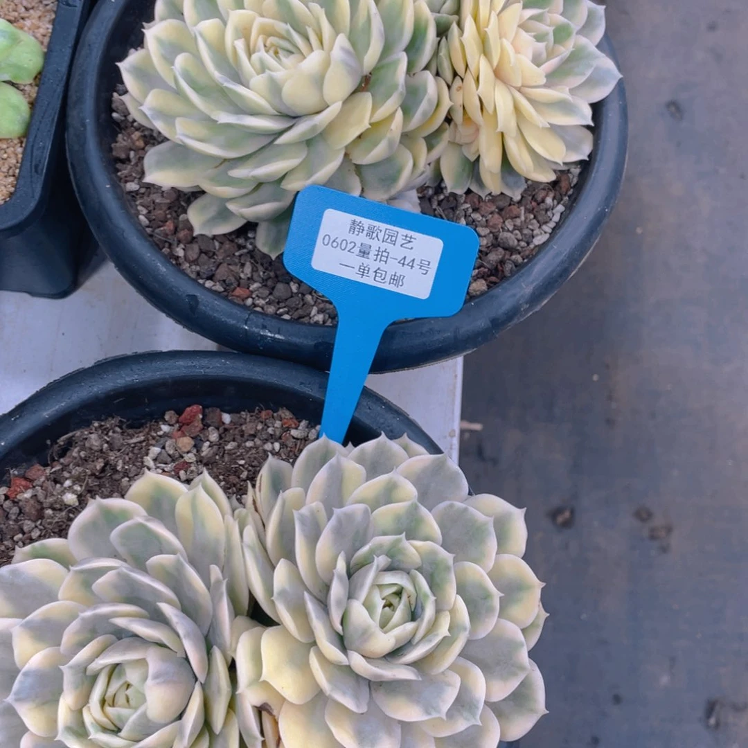 0602-43-昂斯诺锦超大号一颗