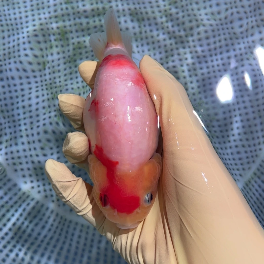 金鱼买够三条顺丰包邮陆运