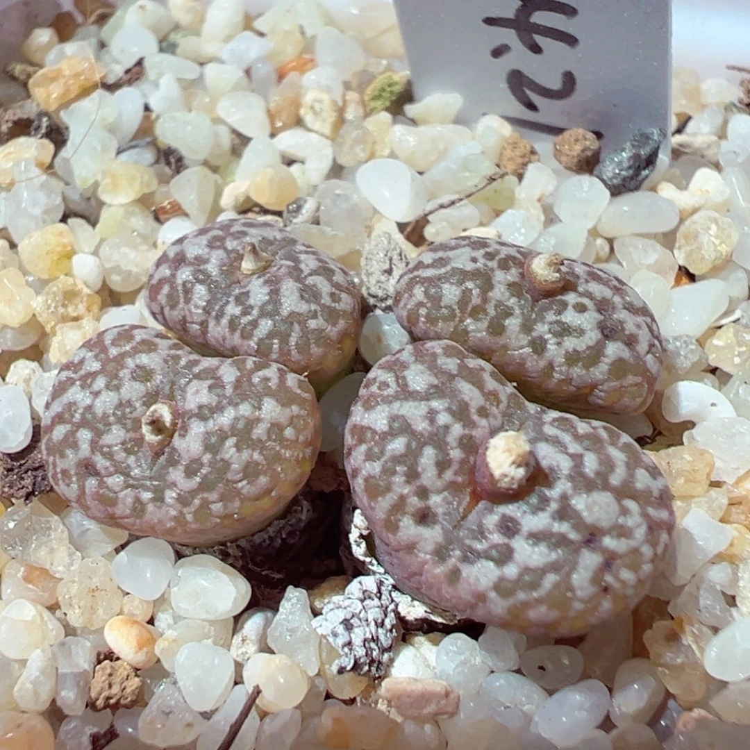 1225-619多肉多日1444.21豹纹鸟