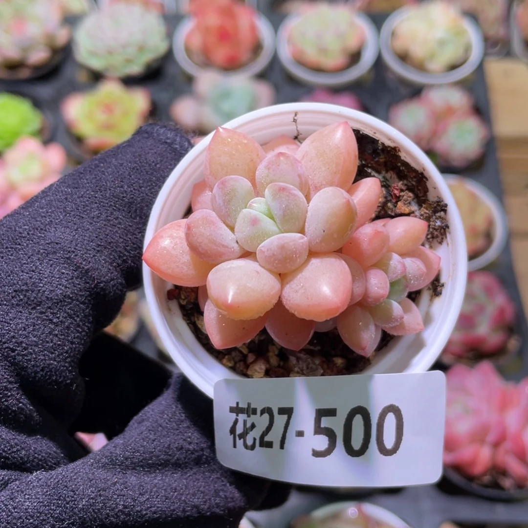 花利美27-500泡泡糖