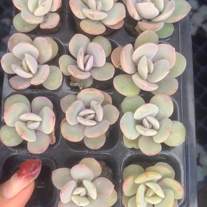 奶茶10颗。（满9.99包邮不满9.99发叶子）