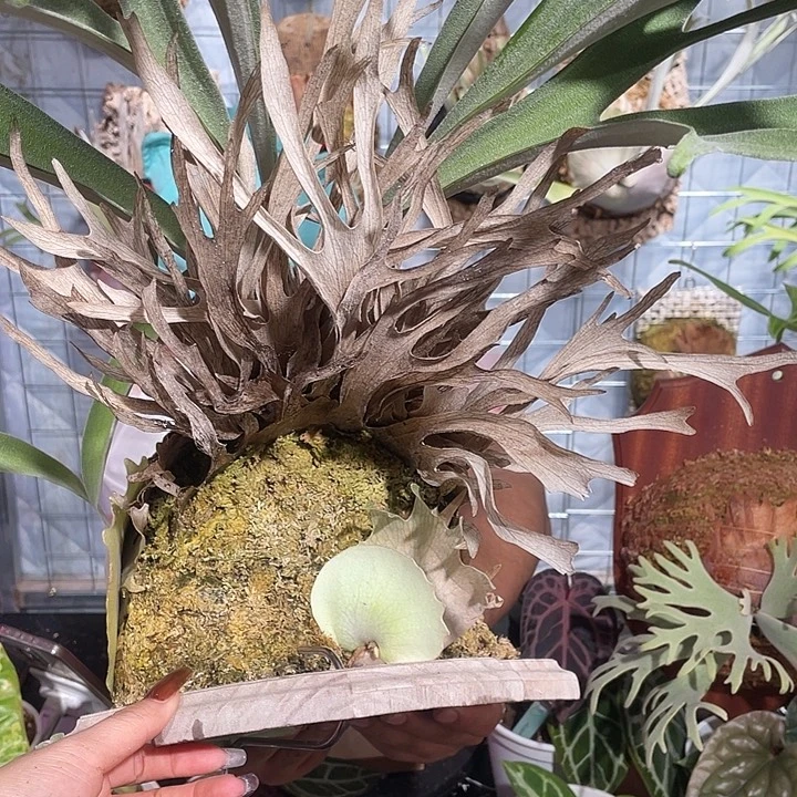 完全开放野银5侧芽