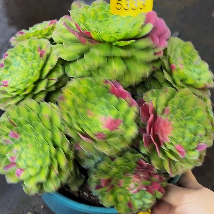 别***后多肉植物知否5333