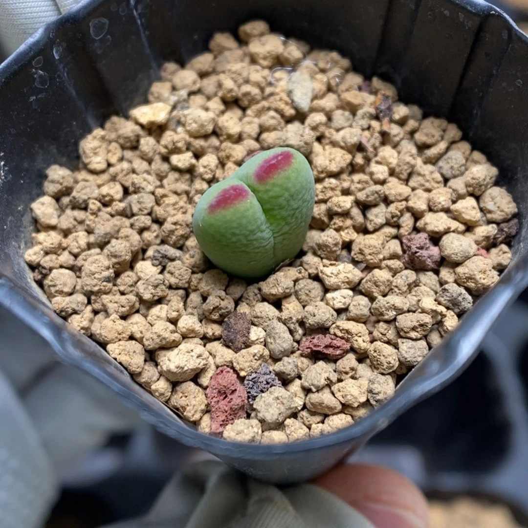多肉植物肉锥杂交K-3722