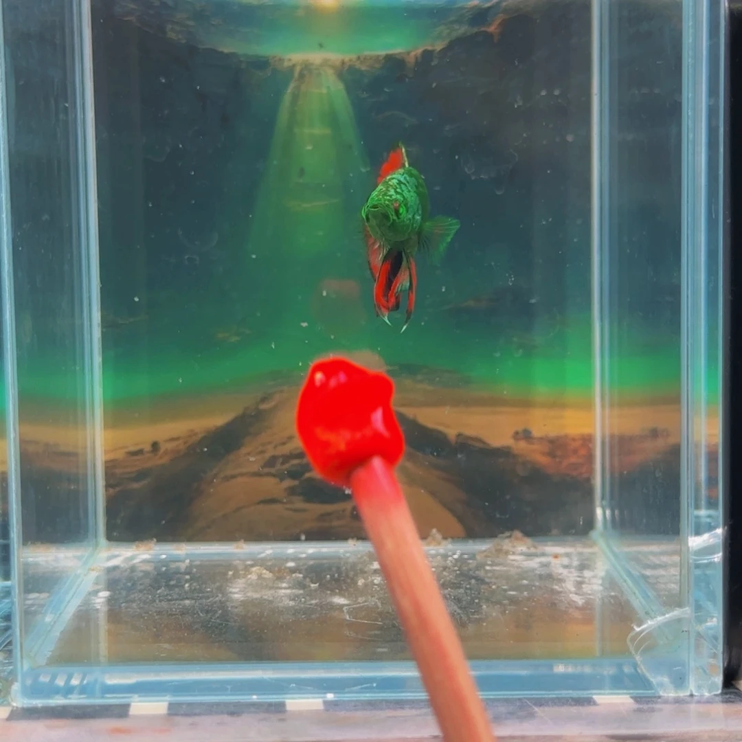 斗鱼我会把他放的是