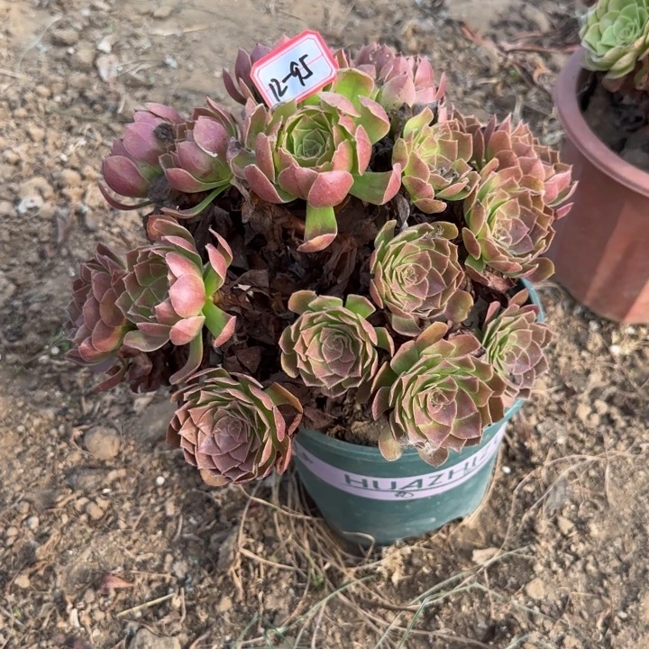14-95赤焰莲地理不包售后