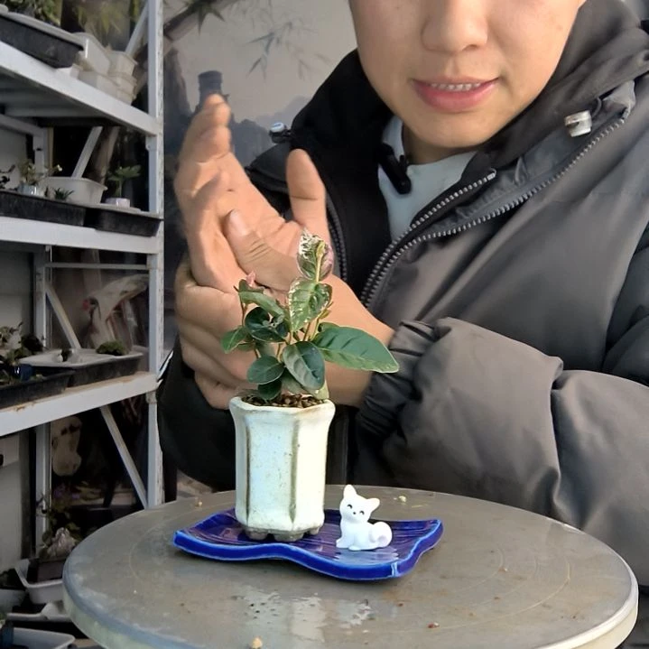 清*小盆景小植物一物一拍404