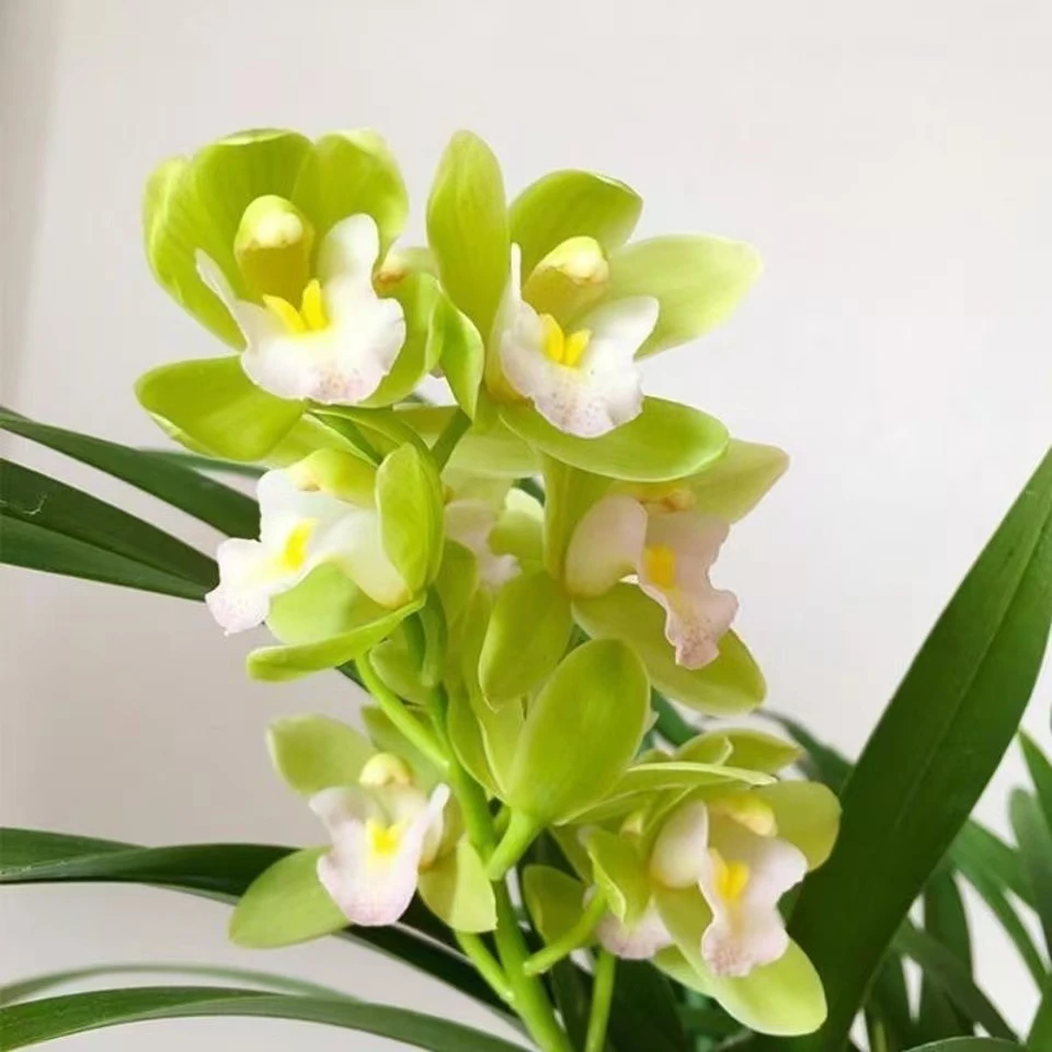 【带花苞】高端精品【香水香兰】浓香型兰花室内好养花卉开花植物花香