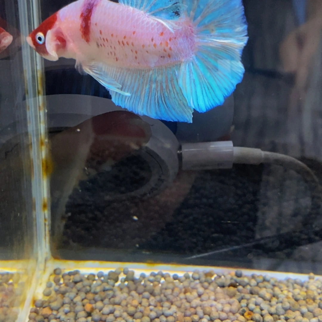 斗鱼363巨斗1星1巨战