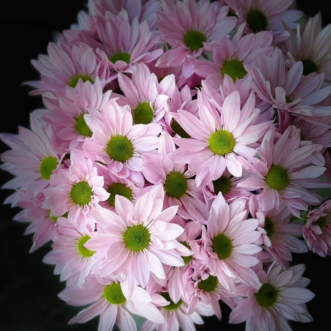 （粉色肯尼迪）小雏菊观赏性高好养居家办公室插花品质保证东北鲜花