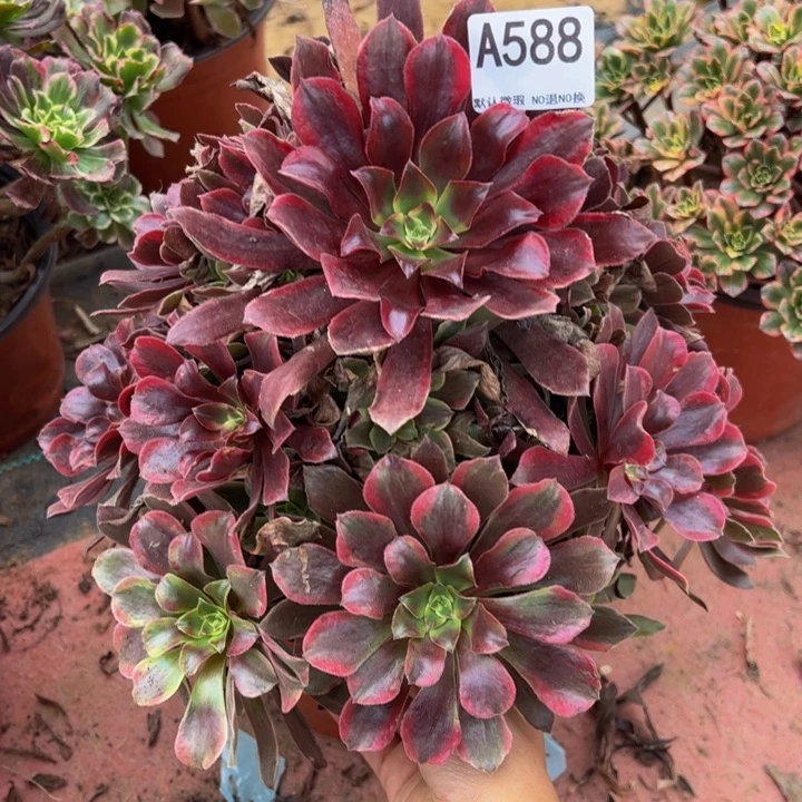 蒙娜丽莎多肉植物588.