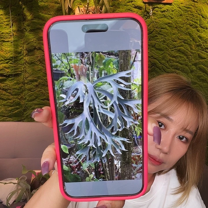 不开花植物pn 海鸥 侧