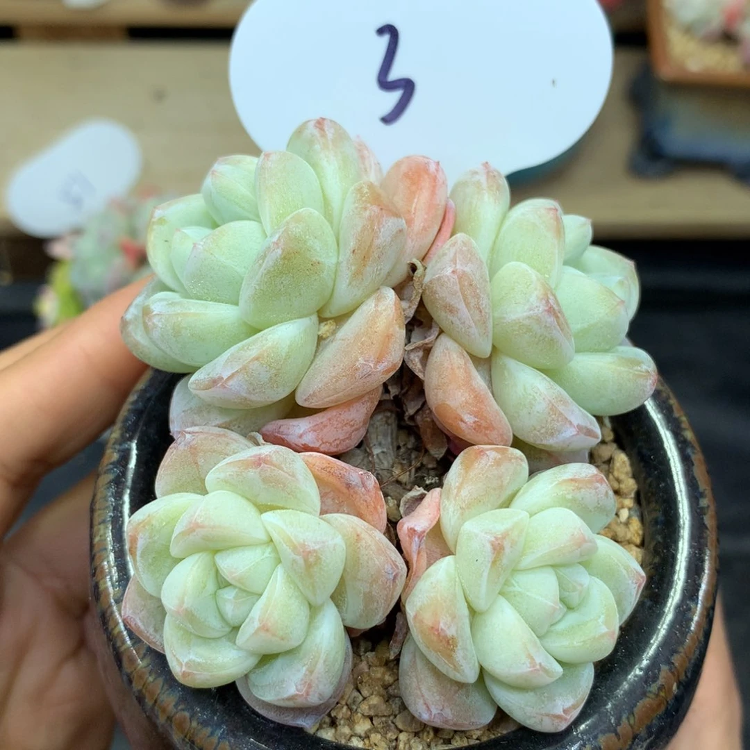 奶油冰玉无砍老桩3