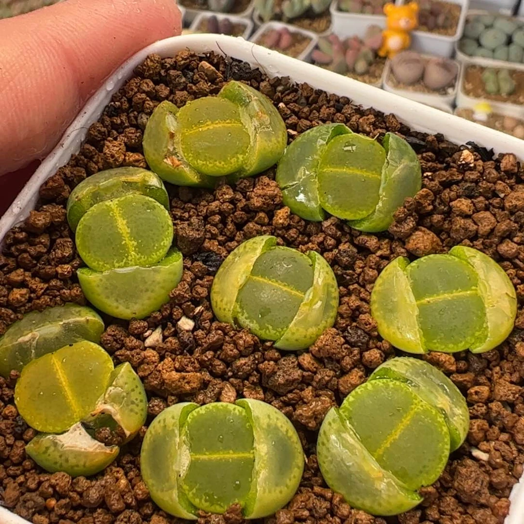 412多肉植物组合