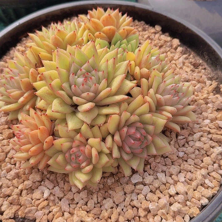 1453凸起玛丽亚多肉植物