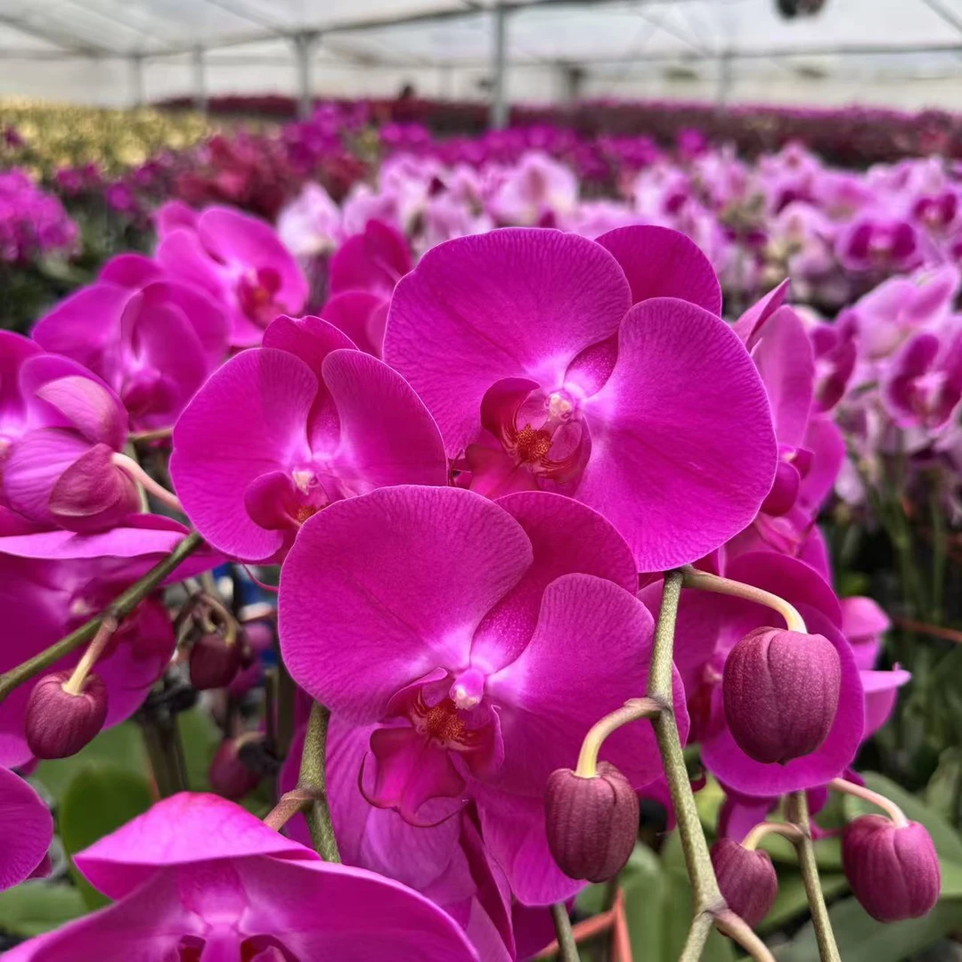 精选蝴蝶兰【囍事临门】红色系大花型长花期 室内花卉绿植 基地直发