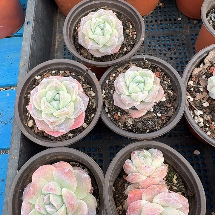 冰玉多肉植物5棵
