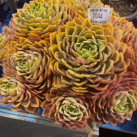 静*贝拉7044多肉