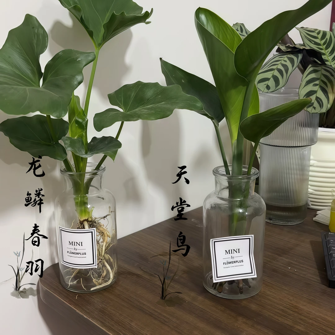 带玻璃瓶春羽/天堂鸟水培植物净化空气桌面盆栽喜阴植物室内