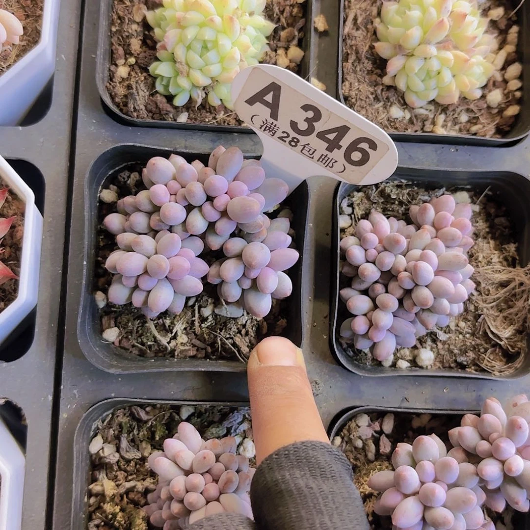 A**.A346婴儿手指一物一拍