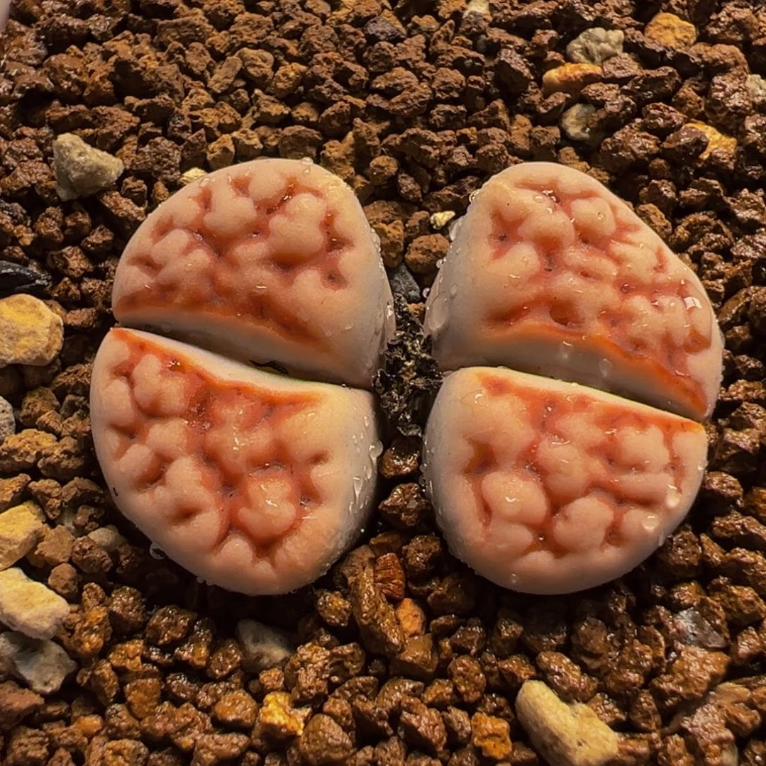 522多肉植物种类多样