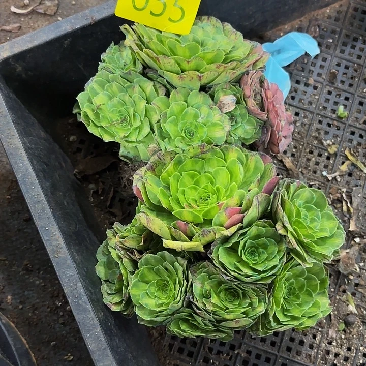 多肉植物福利来655个