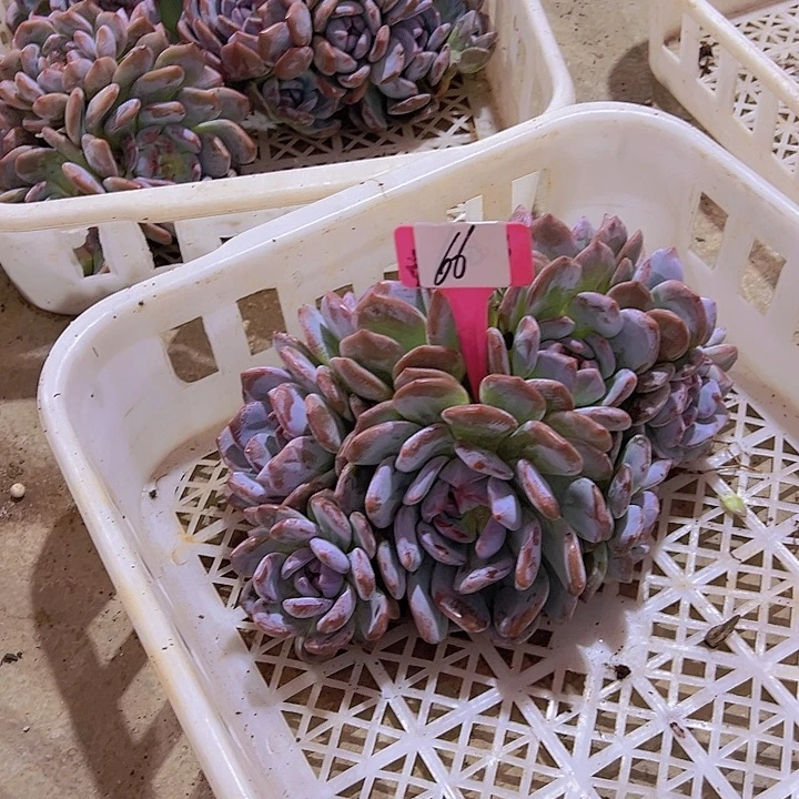 66石榴一个脱土多天r