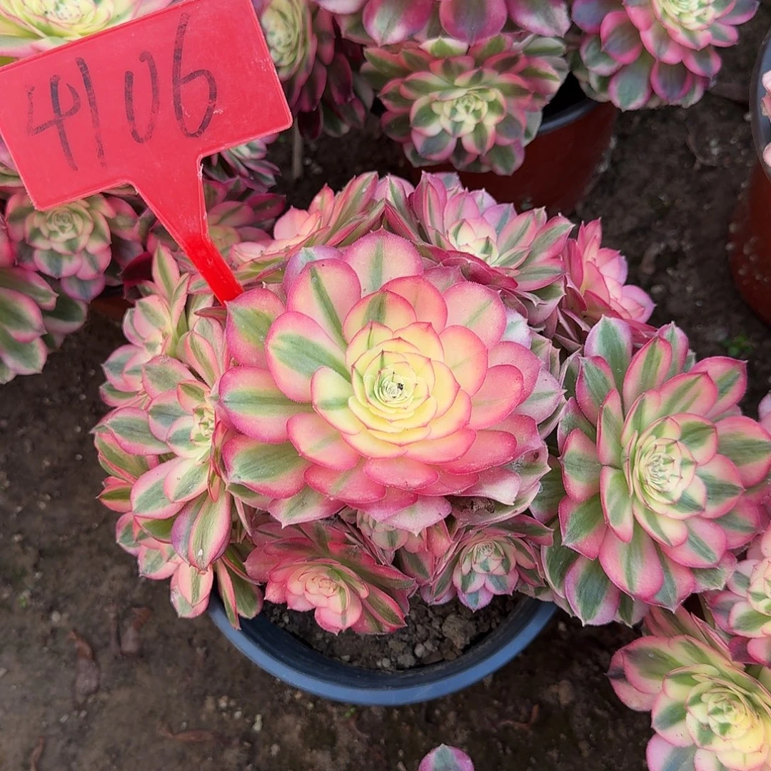 4106倾城多肉法师