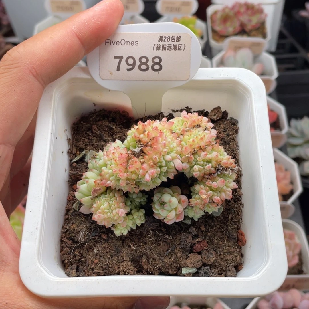 小粉莓缀7988-6.5厘米