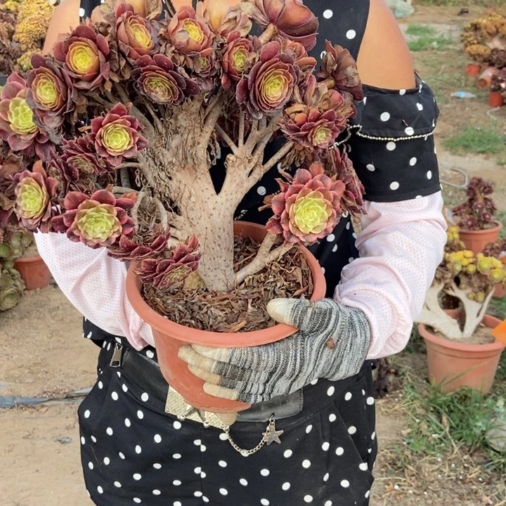 玫***香895水墨画阴阳朵朵老桩