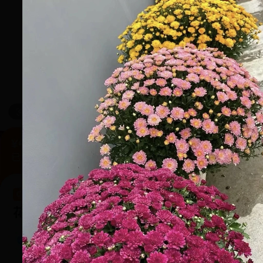 千头菊盆栽带花苞易爆盆耐热耐寒好养适合阳台庭院四季开花（150）