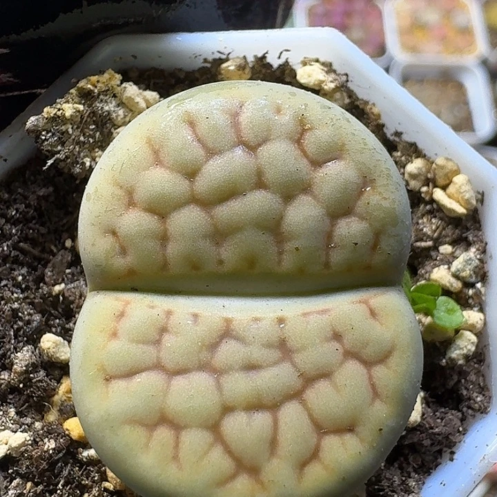 生石花11111。  151