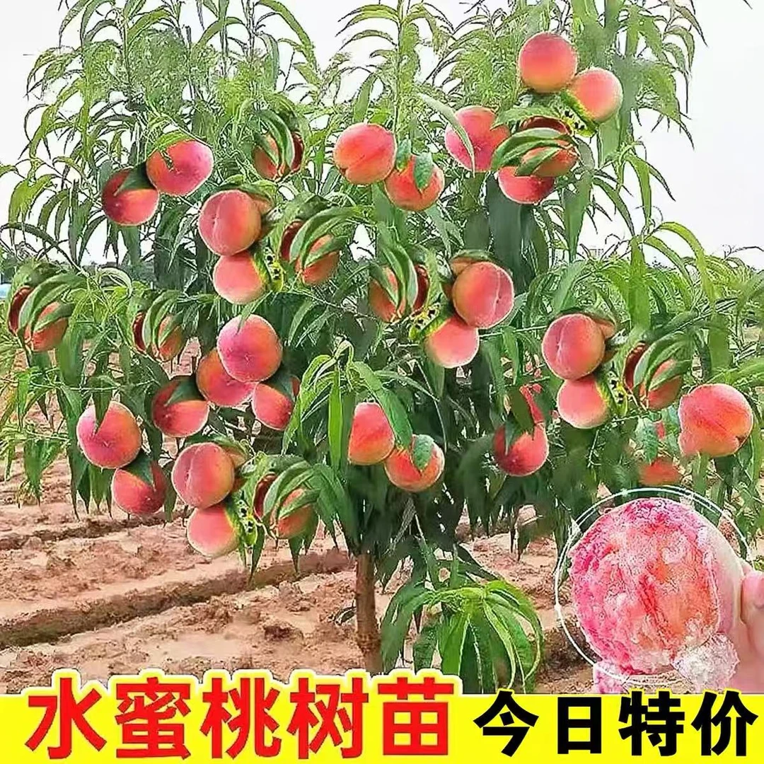 早熟嫁接水蜜桃树苗南方北方盆栽地栽均可种植黄桃蟠桃油桃树果苗