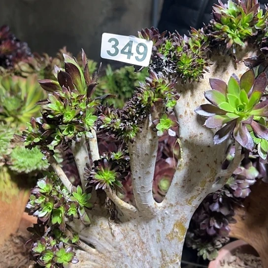 带***光多肉植物一个微瑕349