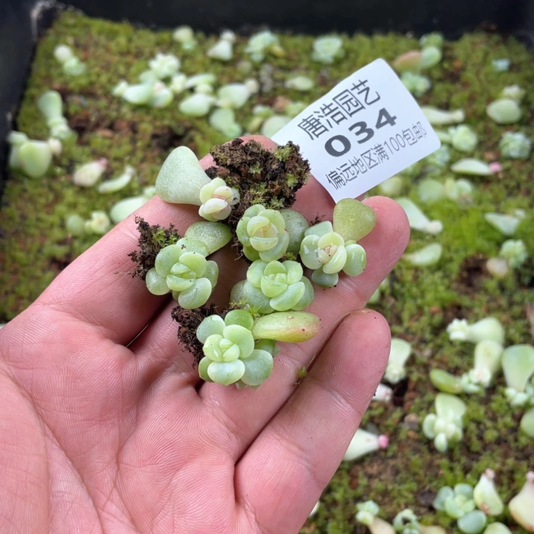 青梅竹马混一物一拍034