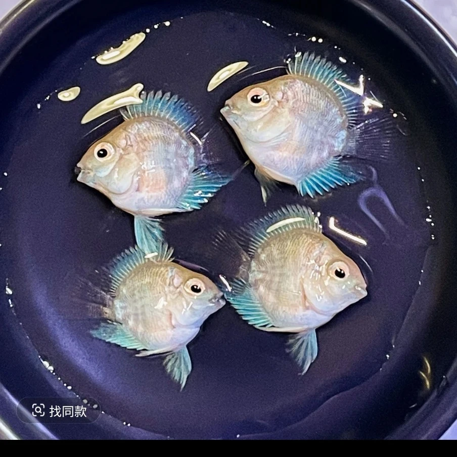 白金桃心鹦鹉精品孔雀鱼(入缸后不包损)
