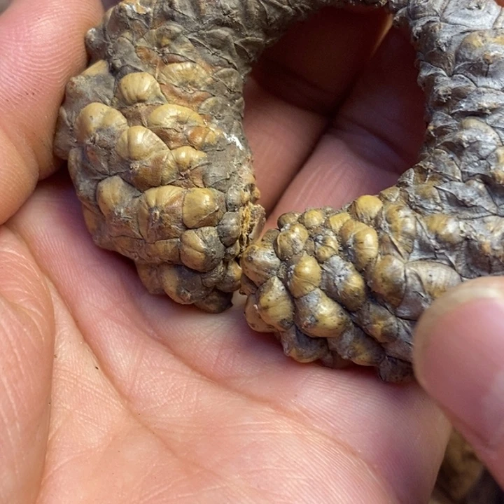 文玩核桃吊坠东北特产34