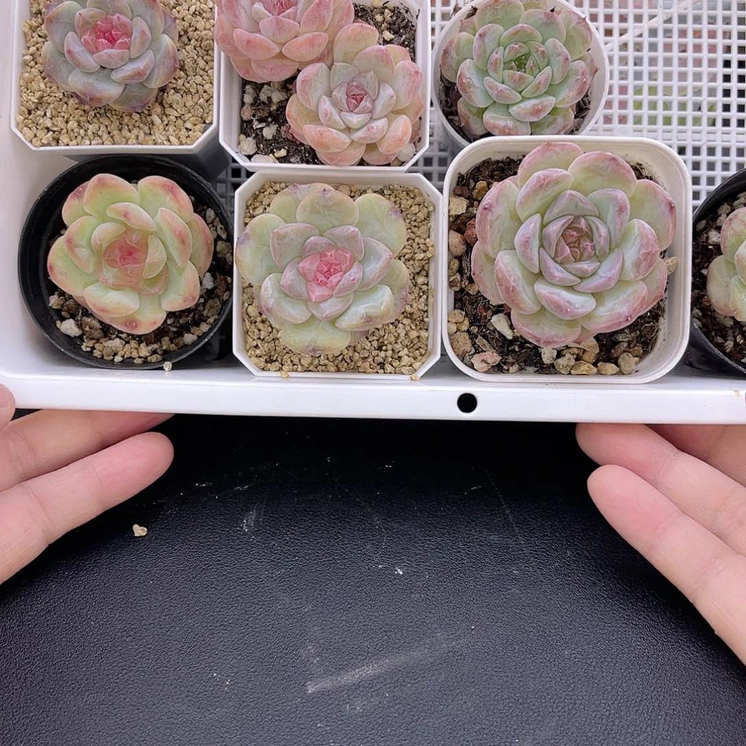 大禹多肉，427冰魄*7