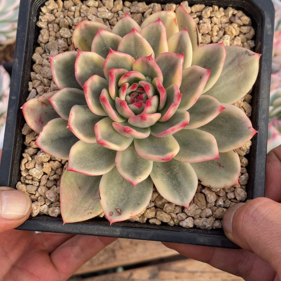 淘多肉乌木锦一个一个