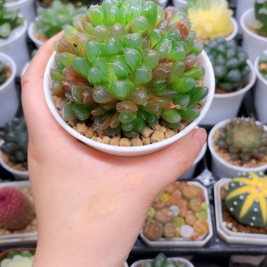 多头彩虹玉露，原盆