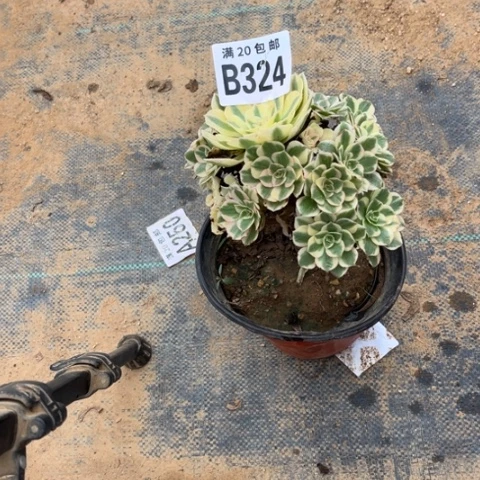 ?****?324迈巴赫不包断枝