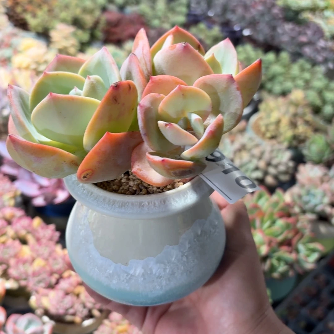 馨*白凤多肉带盆910