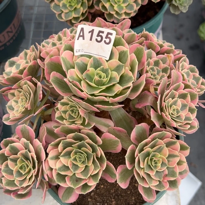 155粉女郎20厘米左右