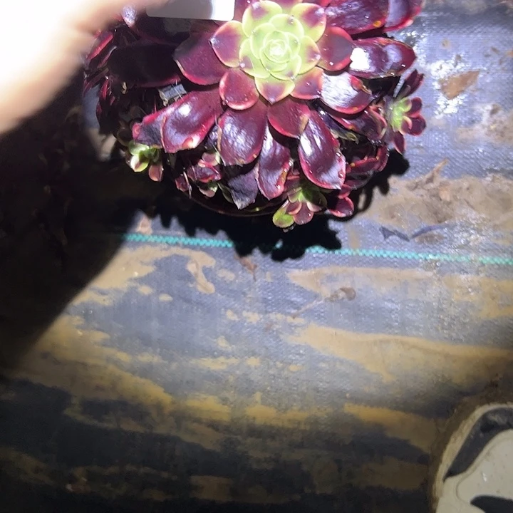 B**M多肉法师植物链接49