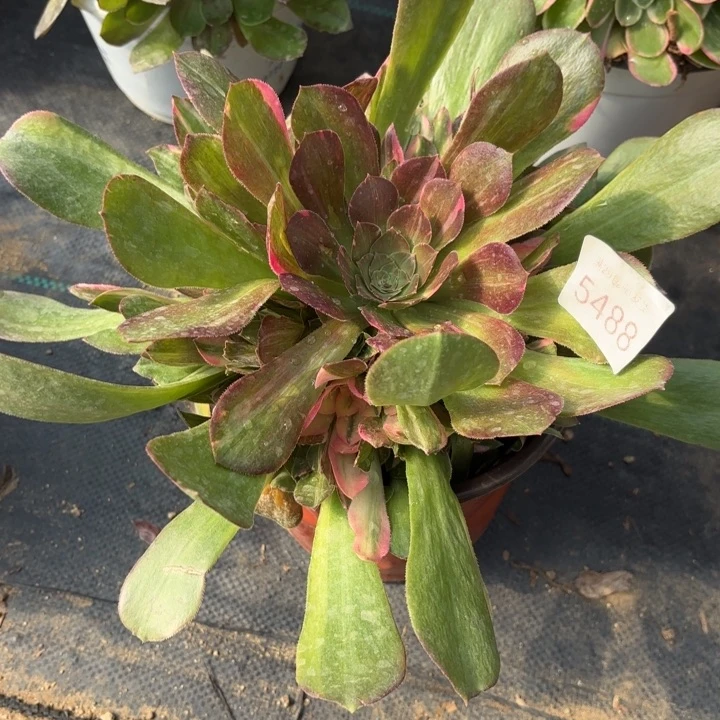 韶羞七彩锦多肉法师5488