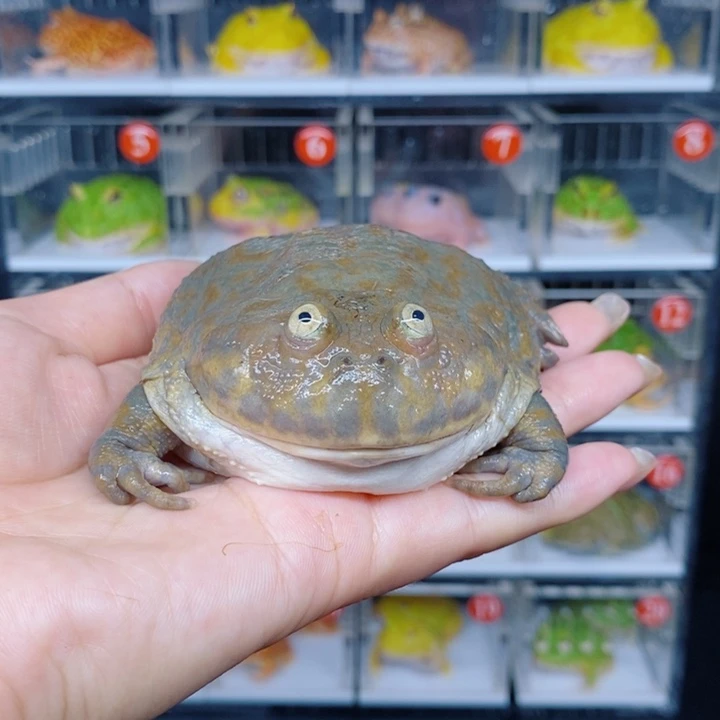 角蛙恭喜发财大吉大利